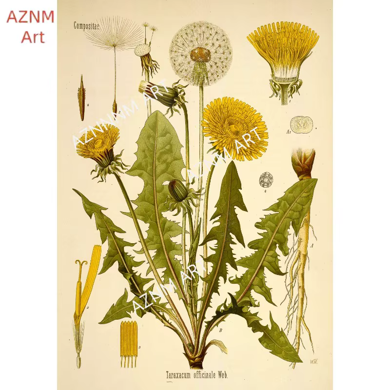 Affiches d'impression de jardin de fleurs botaniques vintage