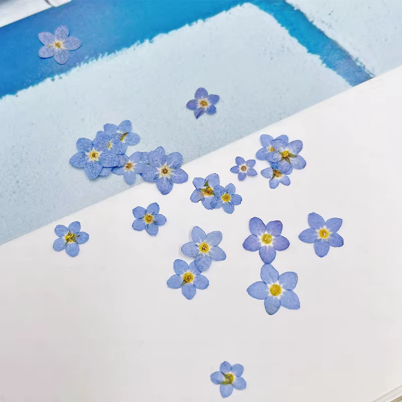 120 pièces pressées oublier-moi pas fleur séchée Mini bleu Myosotis Sylvatica plante herbier pour bijoux coque de téléphone Nailart