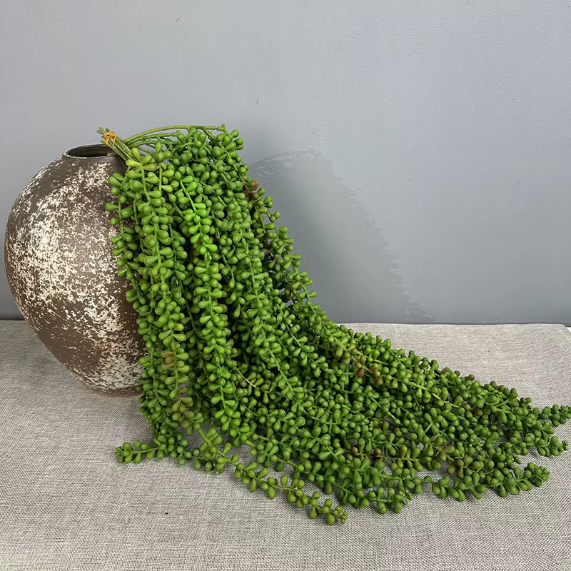 Plantes succulentes artificielles vives