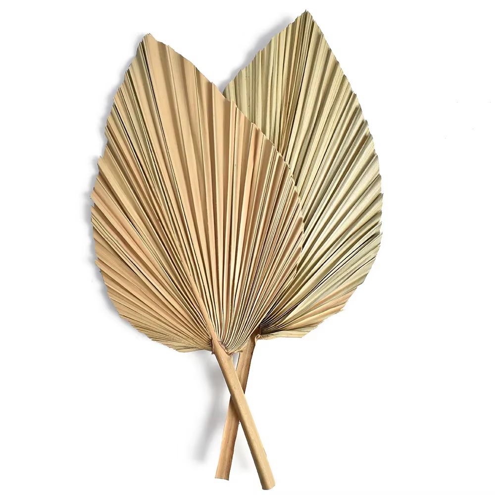 Feuilles d'éventail de palmier