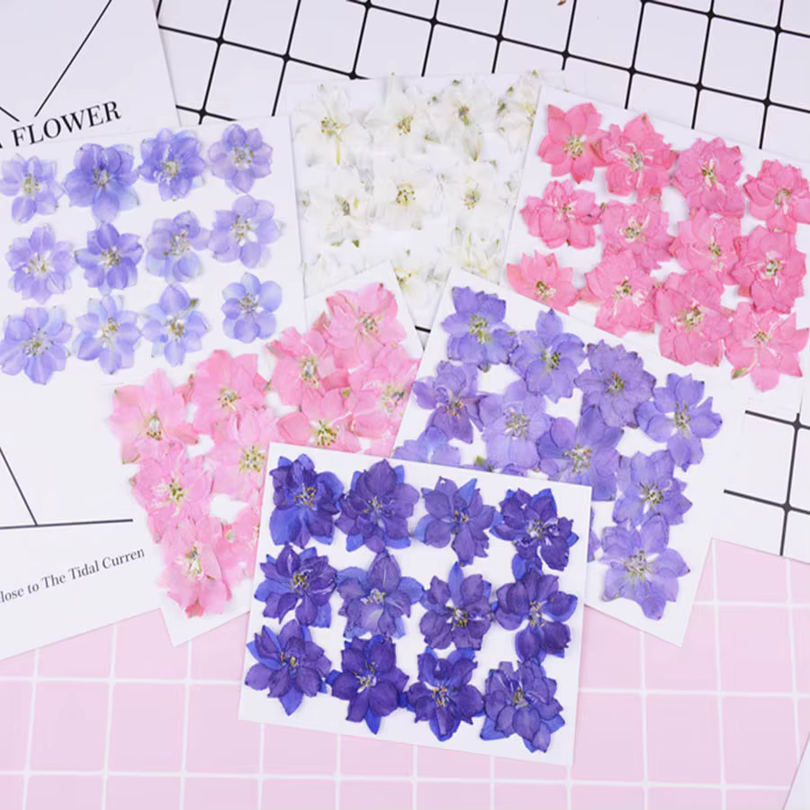 60X pressé séché naturel Consolida Ajacis fleurs plantes herbier pour bijoux coque de téléphone cadre Photo carte postale Scrapbook bricolage