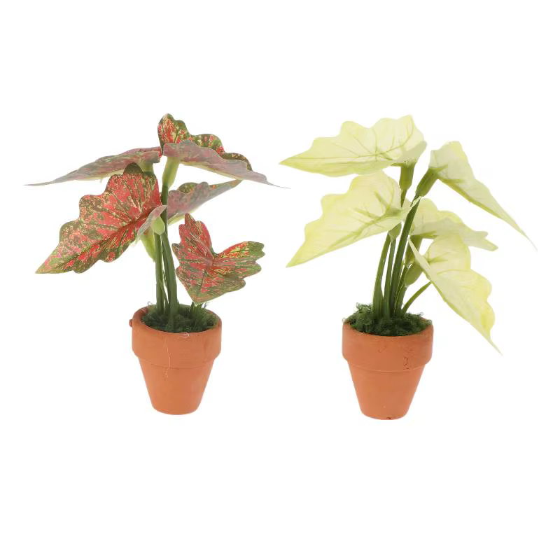 Miniature Plante en Pot Taro Vert Arrière-Plan Tortue