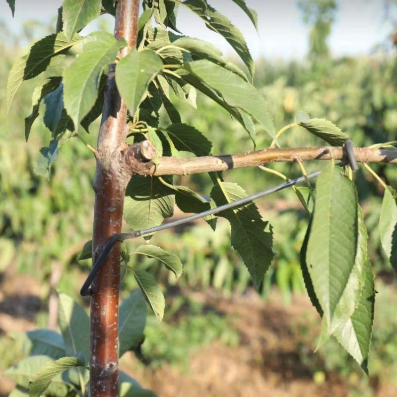 Support de Branches d'arbre fruitier