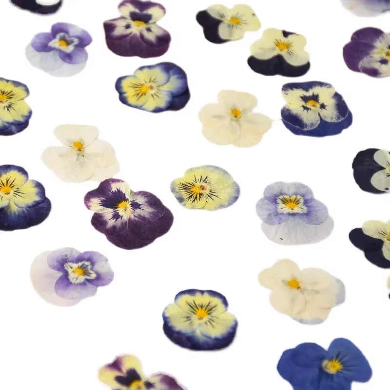 50 pièces/2-4 cm, pétale de fleur de pensée pressé