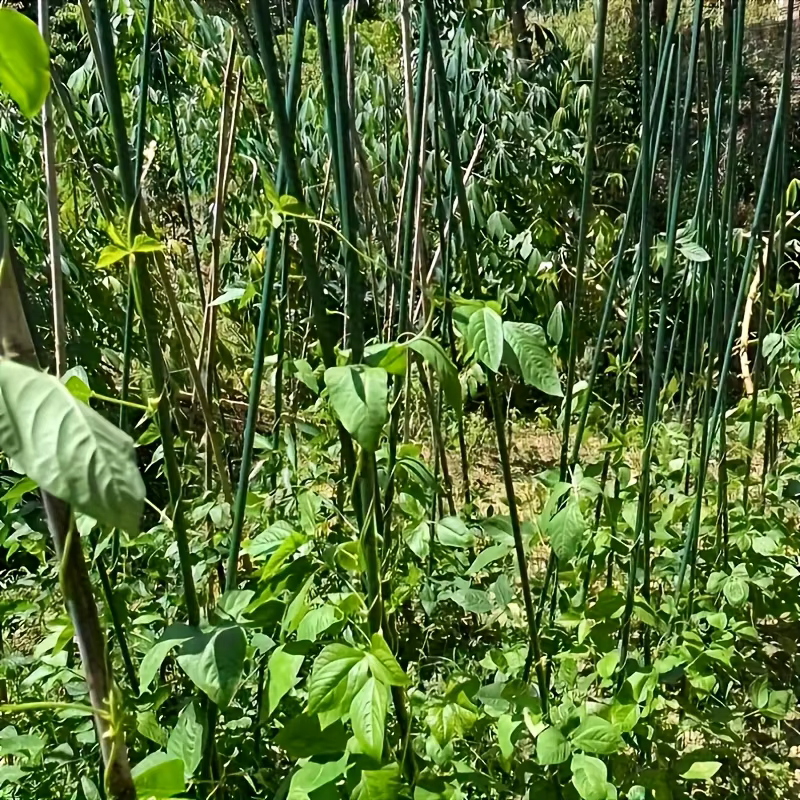 10 piquets en bois + 5 connecteurs