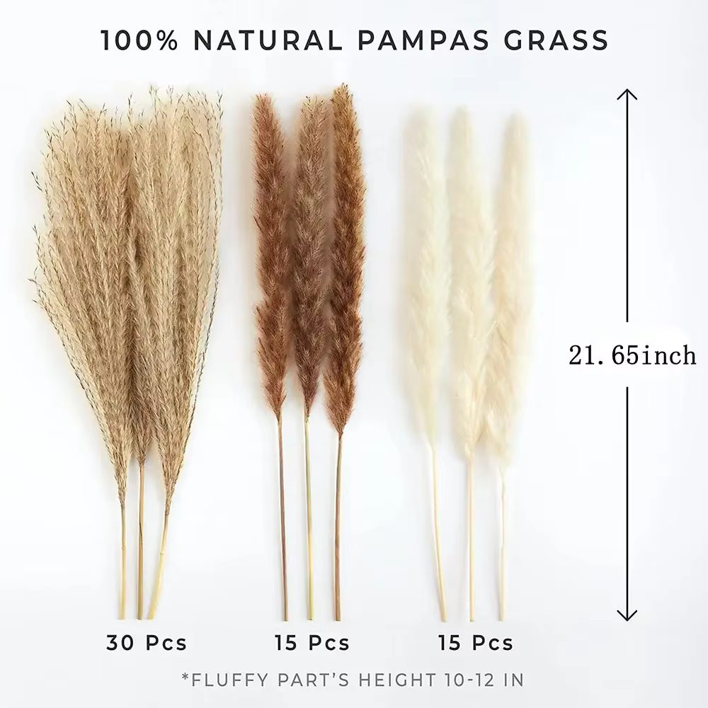 Ensemble d'herbe de Pampa