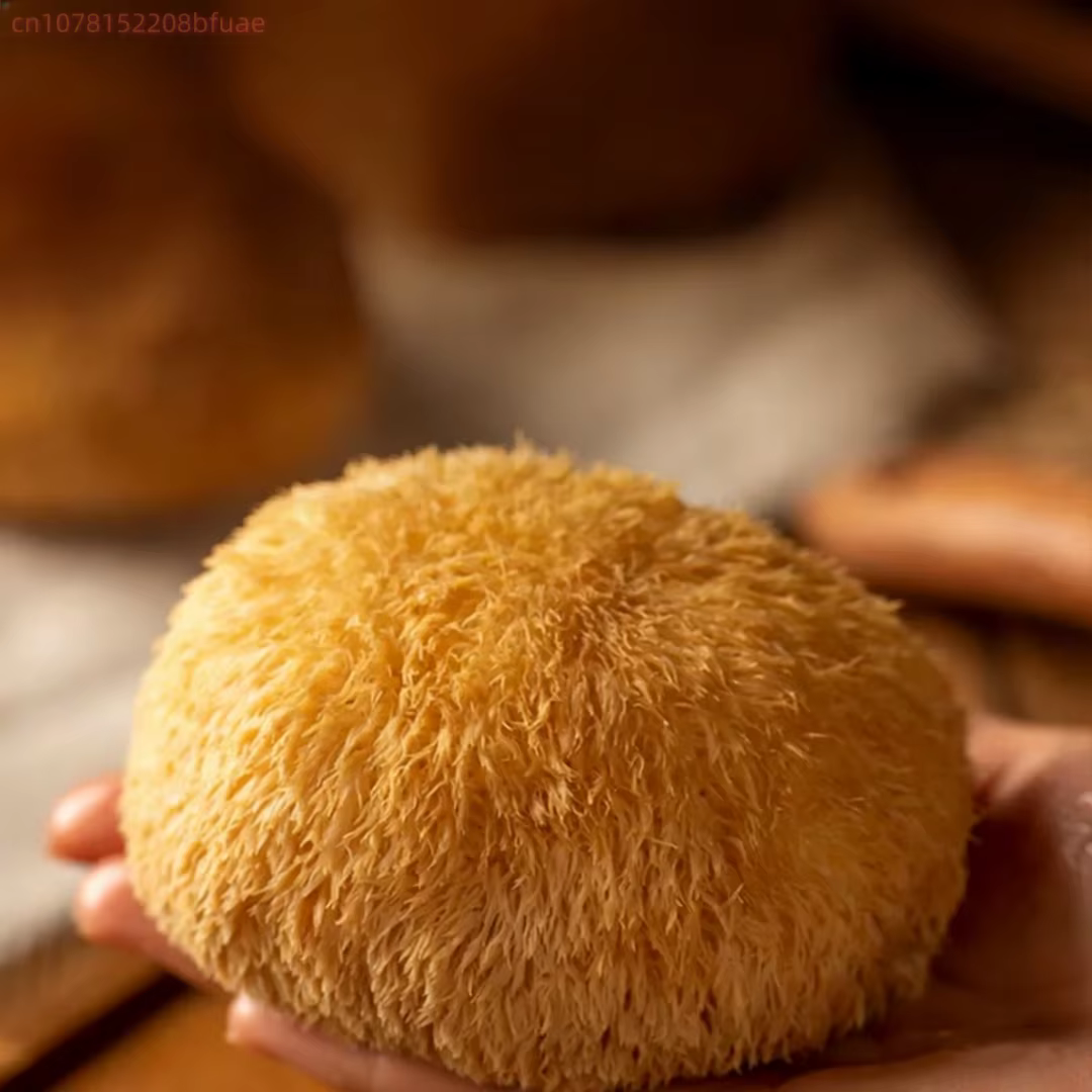Champignons de Crinière de Lion Séchés Premium