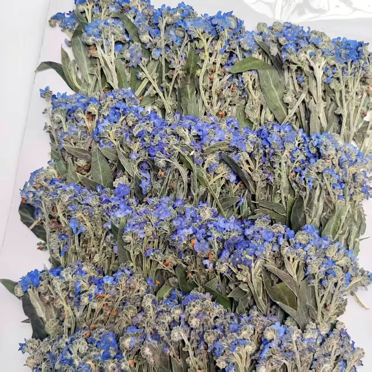 Fleurs de Myosotis séchées naturelles de haute qualité