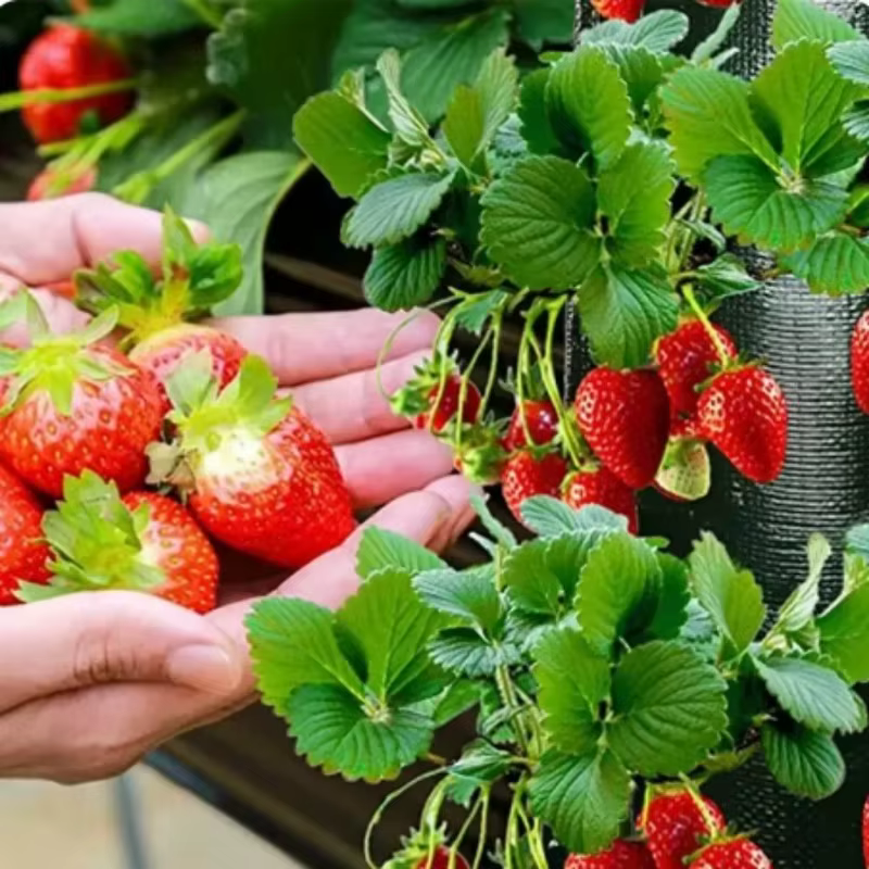 Nouveau sac de culture suspendu à 6 trous pour fraises