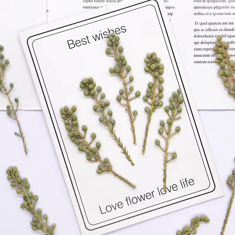 12 pièces, fleurs de corail vert naturel séchées et pressées