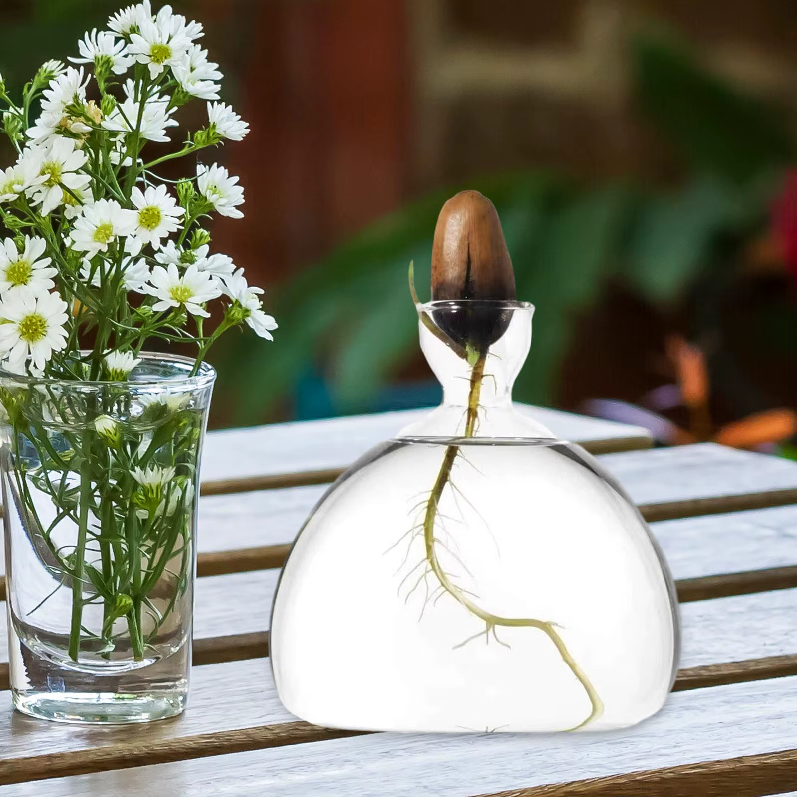 Vase de germination pour graines d'avocat