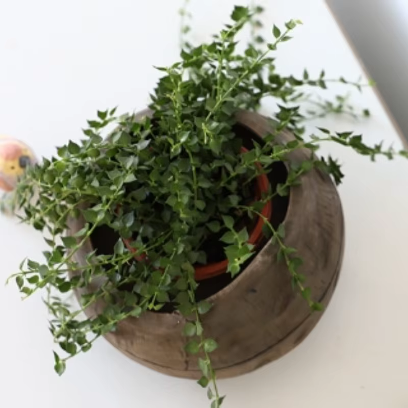 Vase à fleurs Vintage en bois vieilli
