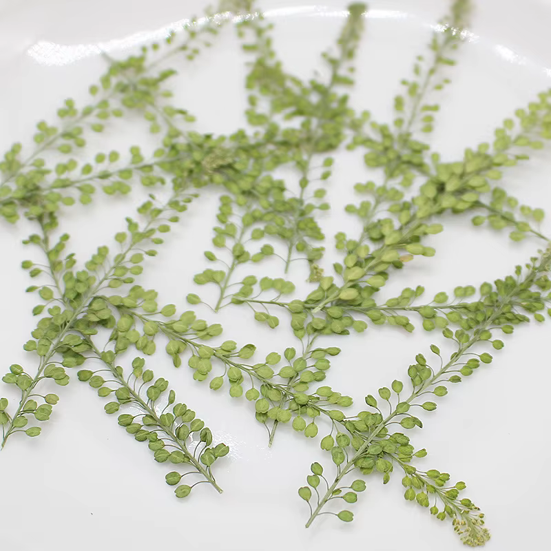 250 feuilles de Lepidium Apetalum pressées et séchées