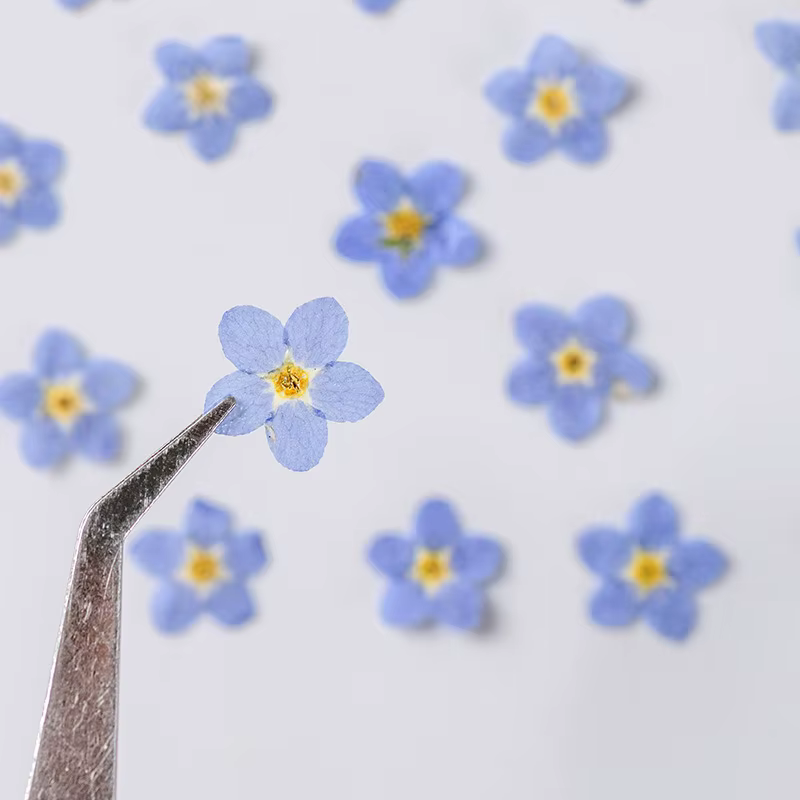 100 fleurs de myosotis