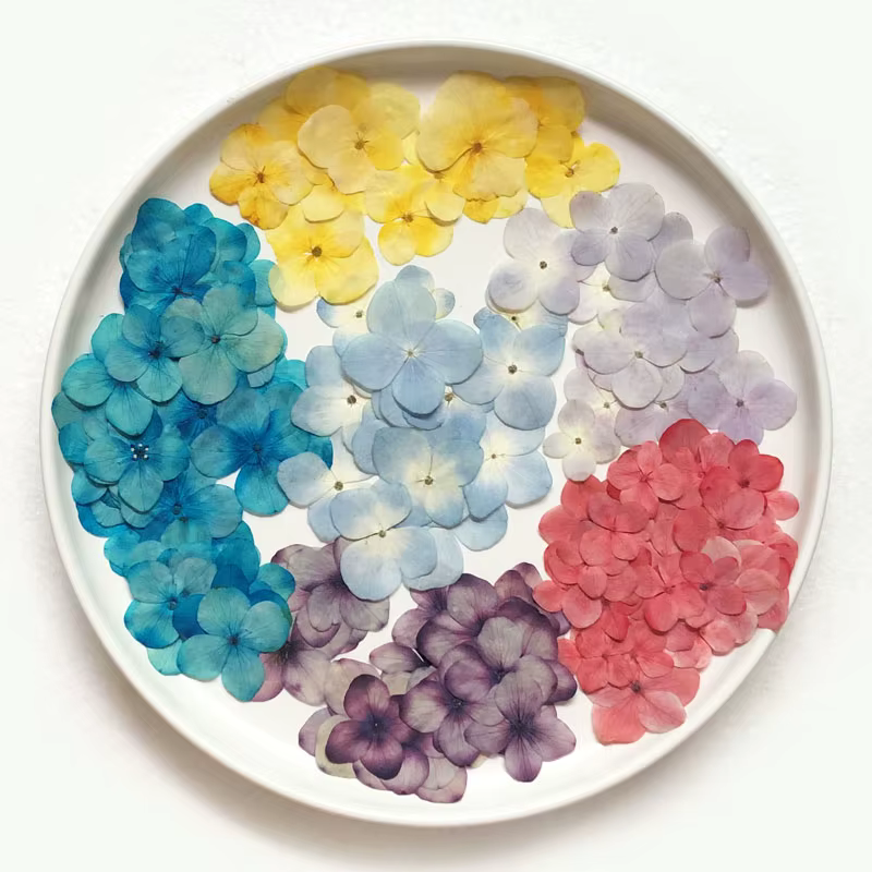 60X pressé séché absorbant hortensia Macrophylla plantes à fleurs herbier pour bijoux coque de téléphone signet carte postale Scrapbook bricolage