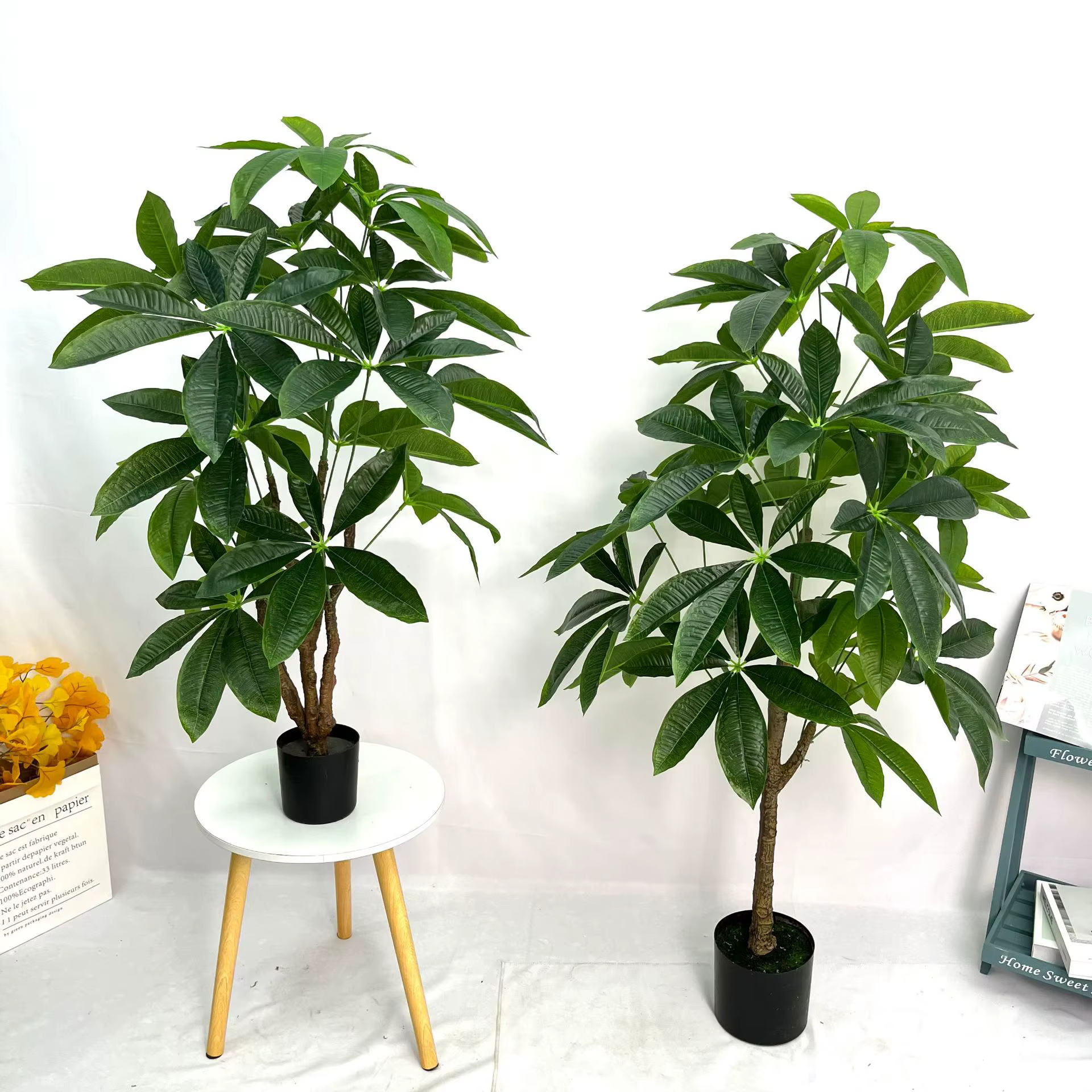 Grande plante verte sur pied en pot