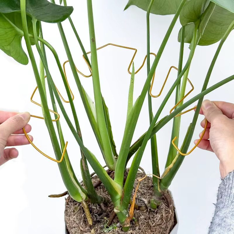 Monstera Support pour plantes