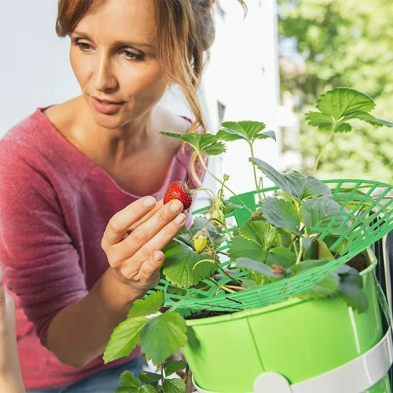Supports pour plantes à fraises