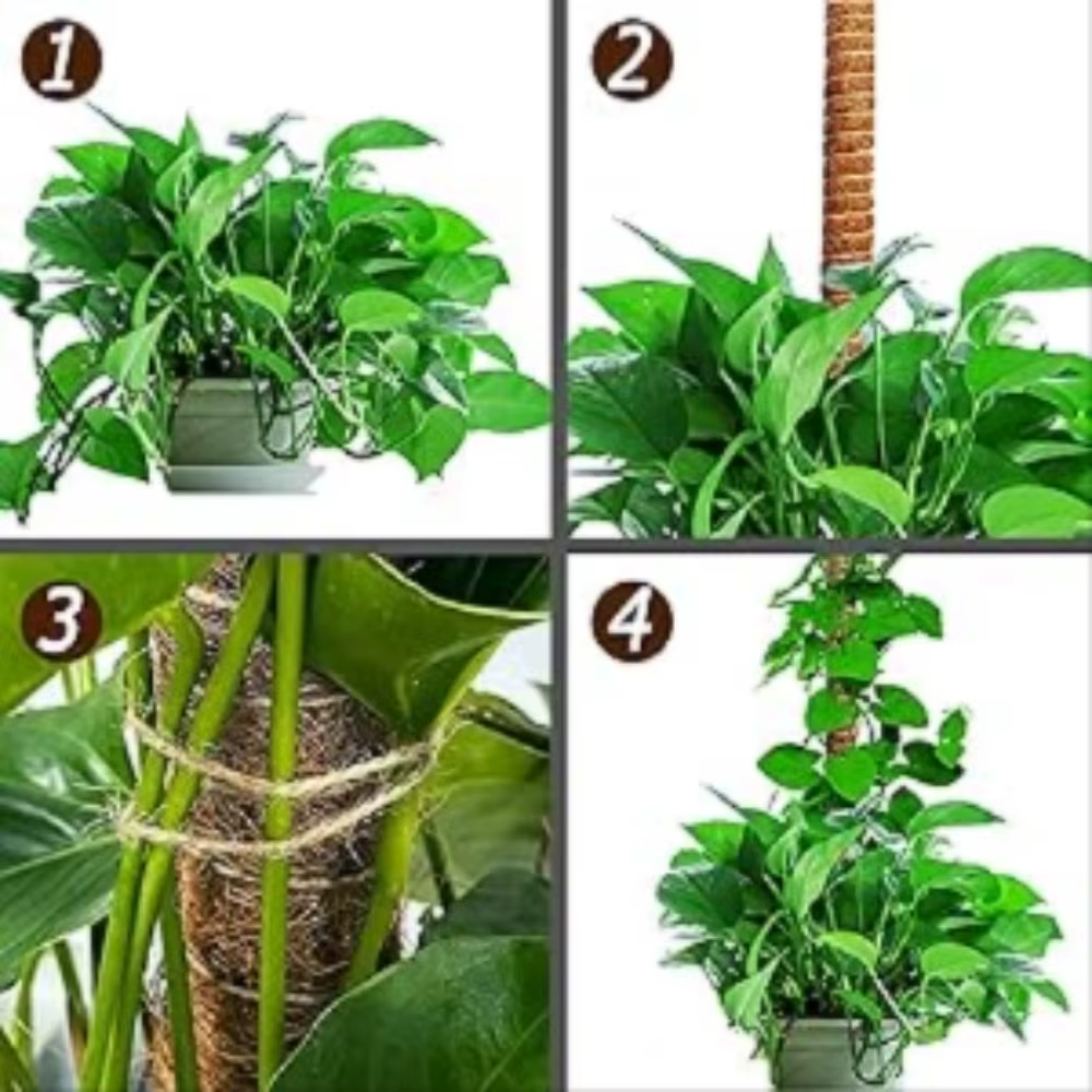 Support de plante Monstera pliable en mousse