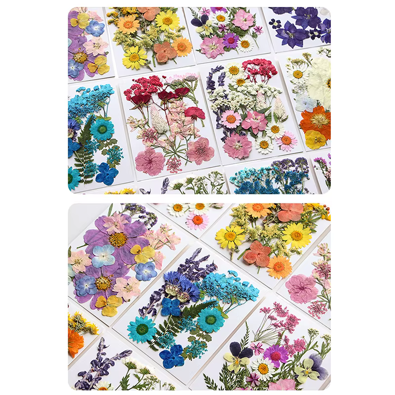 Fleurs séchées véritable plante naturelle pressée fleur pour résine époxy remplissage bricolage Nail Art artisanat