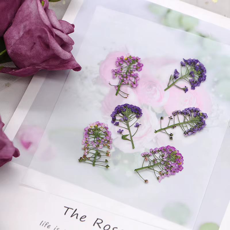 12 pièces, fleur pressée douce Alyssum naturelle