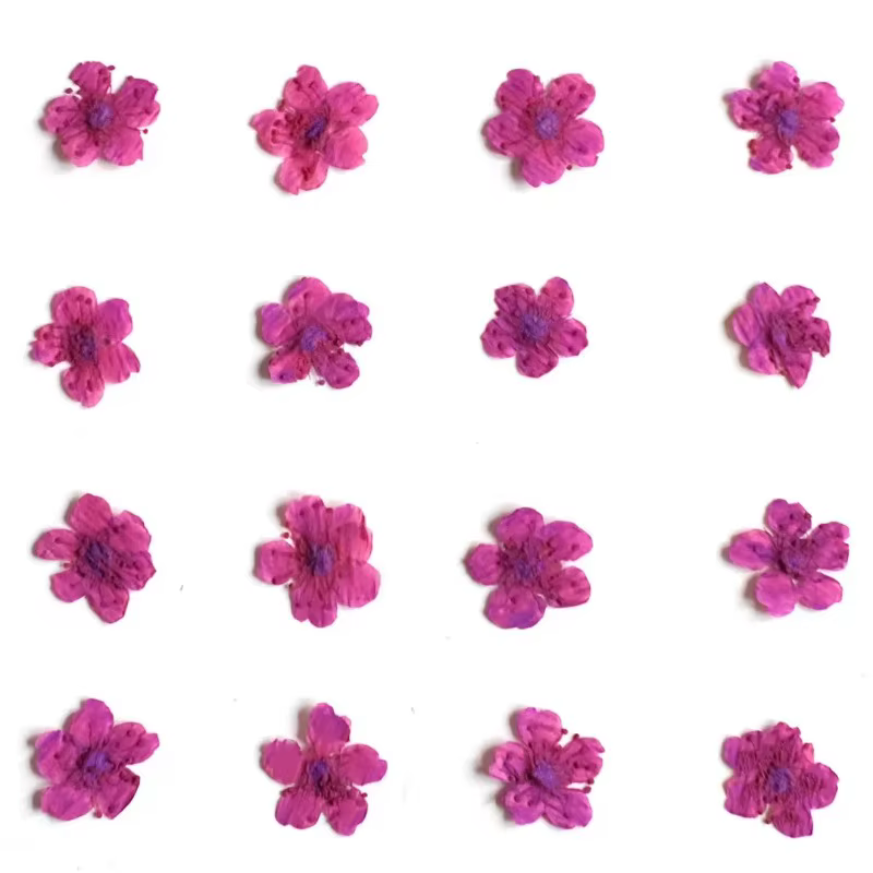 100 pièces, fleurs séchées pressées teintes Spiraea