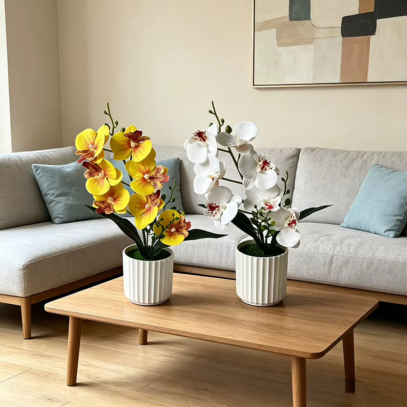 Orchidée Papillon à 7 Fleurs