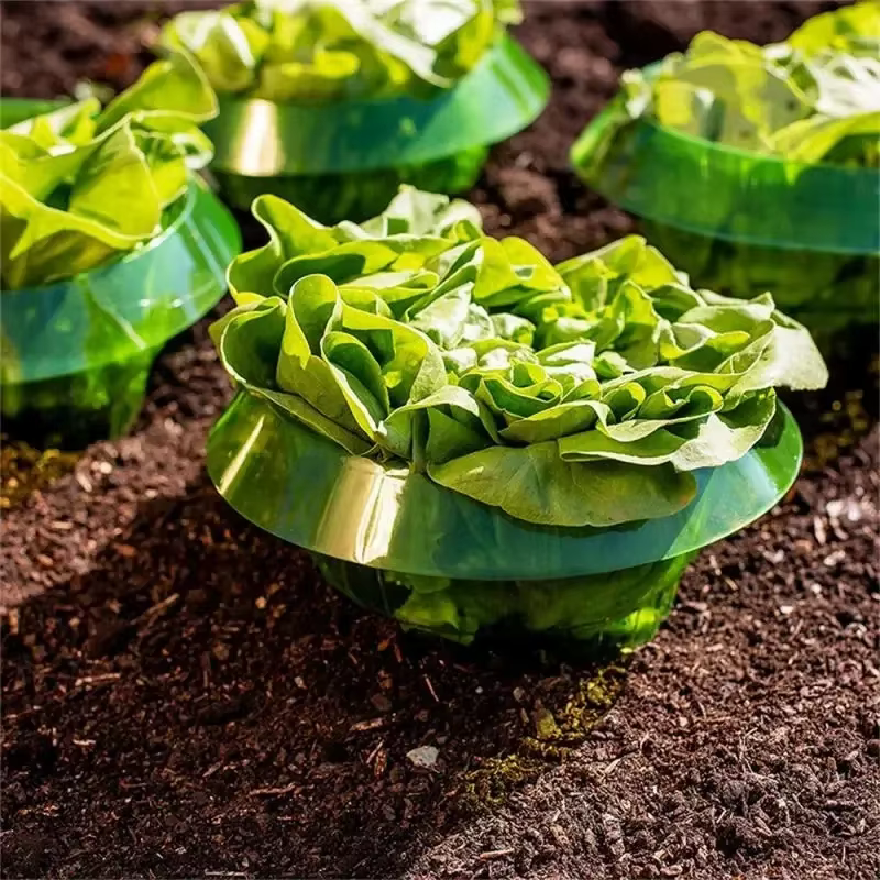 Anneaux de protection anti-légionnaires pour plantes