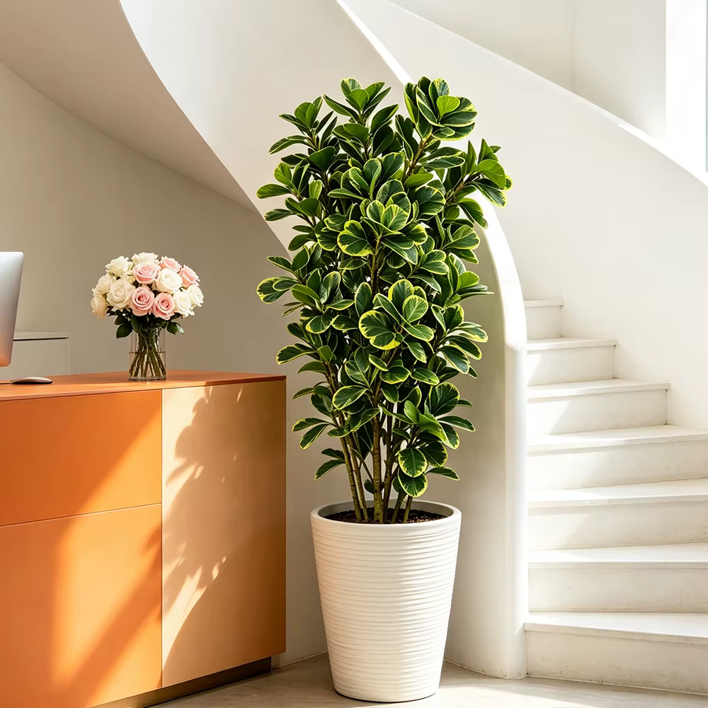 Arbre artificiel Ficus de 76 cm/115 cm