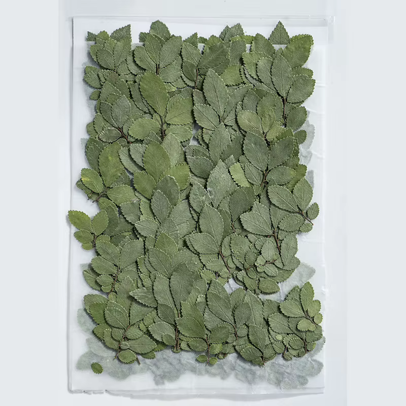 24 pièces/4-5cm, vraies feuilles d'orme pressées fleur