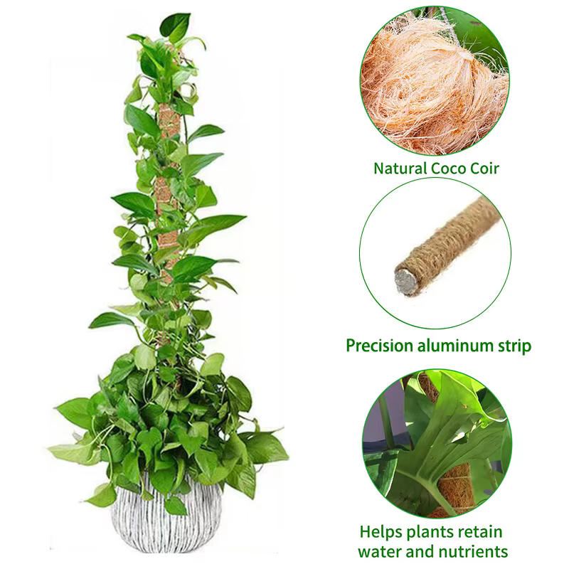 Poteau de mousse pour plantes Monstera