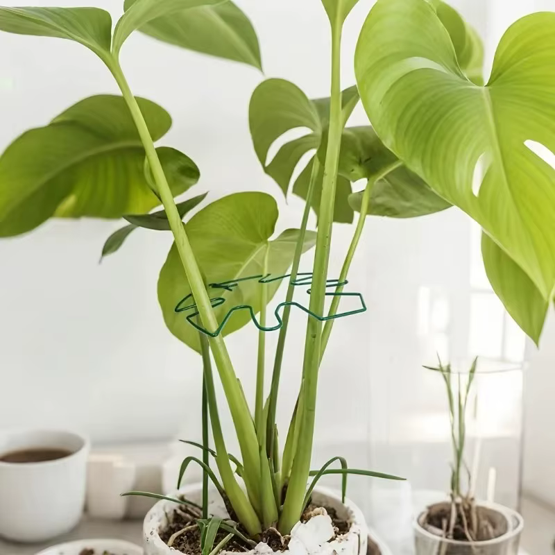 Grand cadre de Support pour plantes Monstera