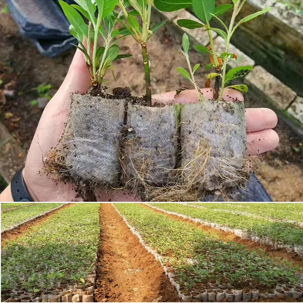Sac de culture de plantes biodégradable