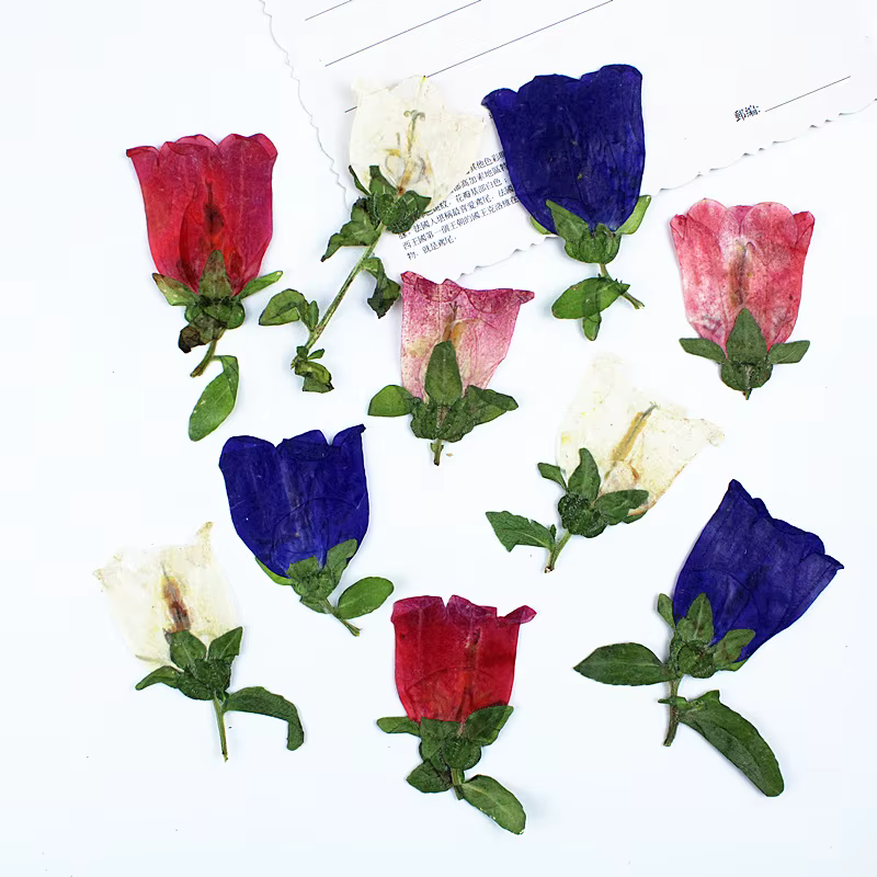 12 pièces, Kit d'artisanat de fleurs pressées séchées Campanula