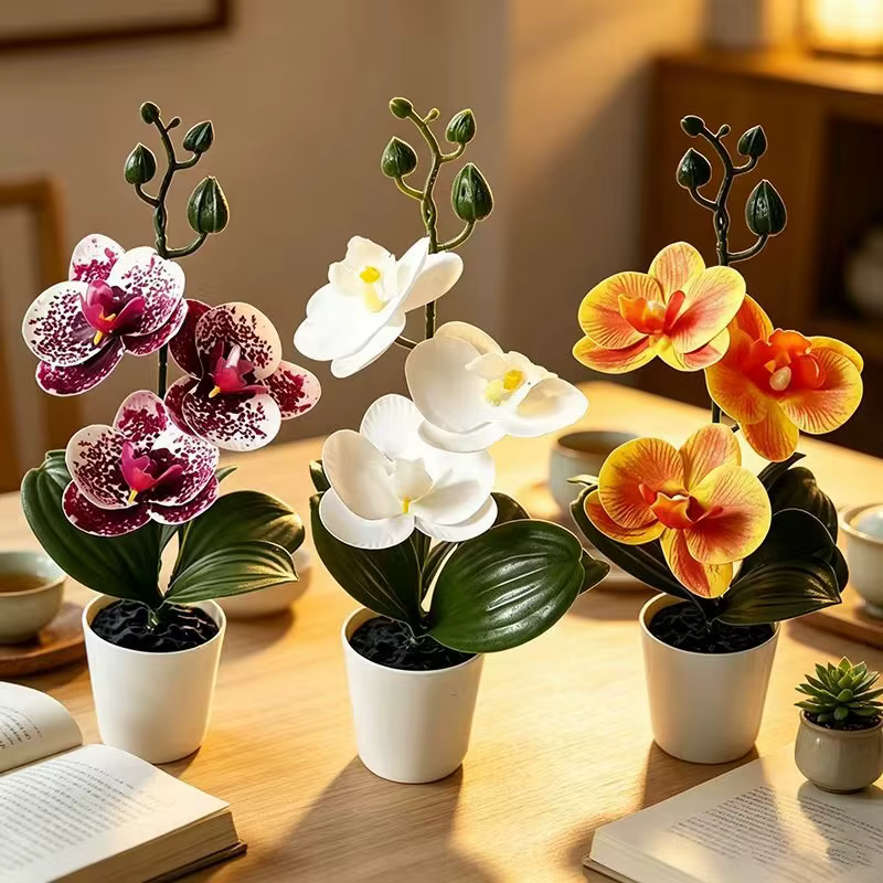 Mini orchidée papillon en pot avec 3 fleurs