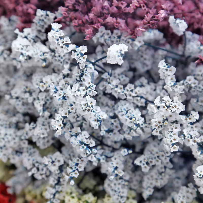 Fleurs naturelles séchées et conservées
