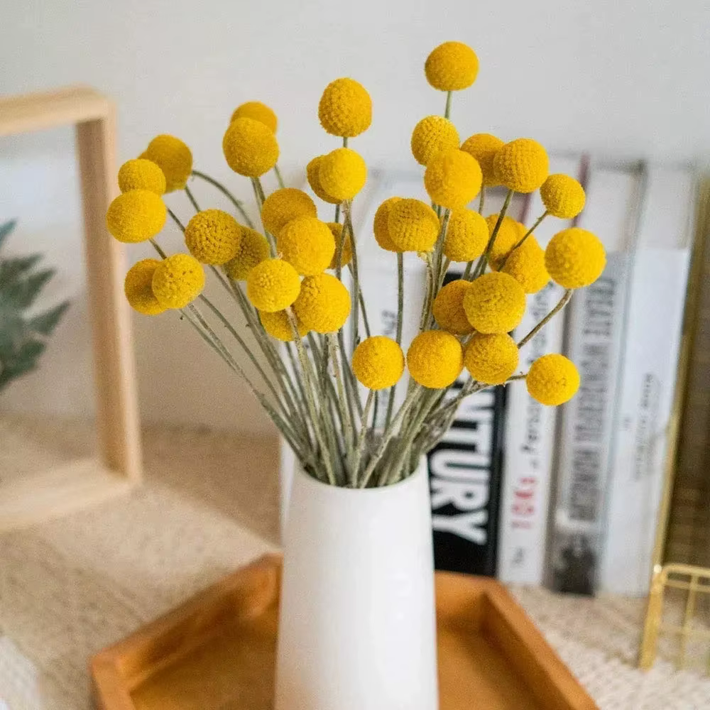 Bouquet de fleurs séchées naturelles Craspedia jaunes