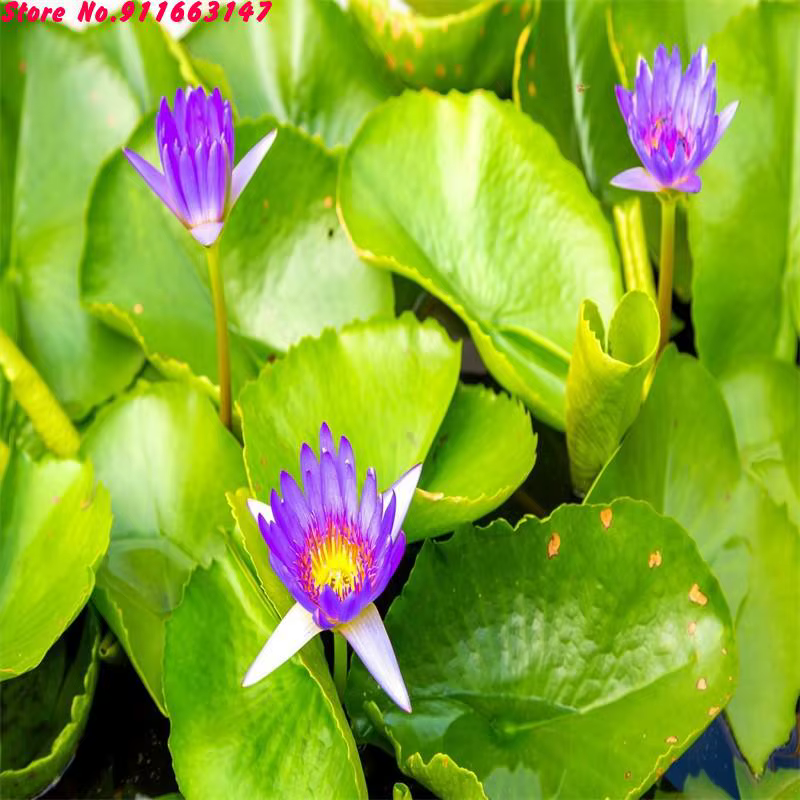 Fleurs de lotus séchées naturelles - Aromathérapie pour soulager le stress