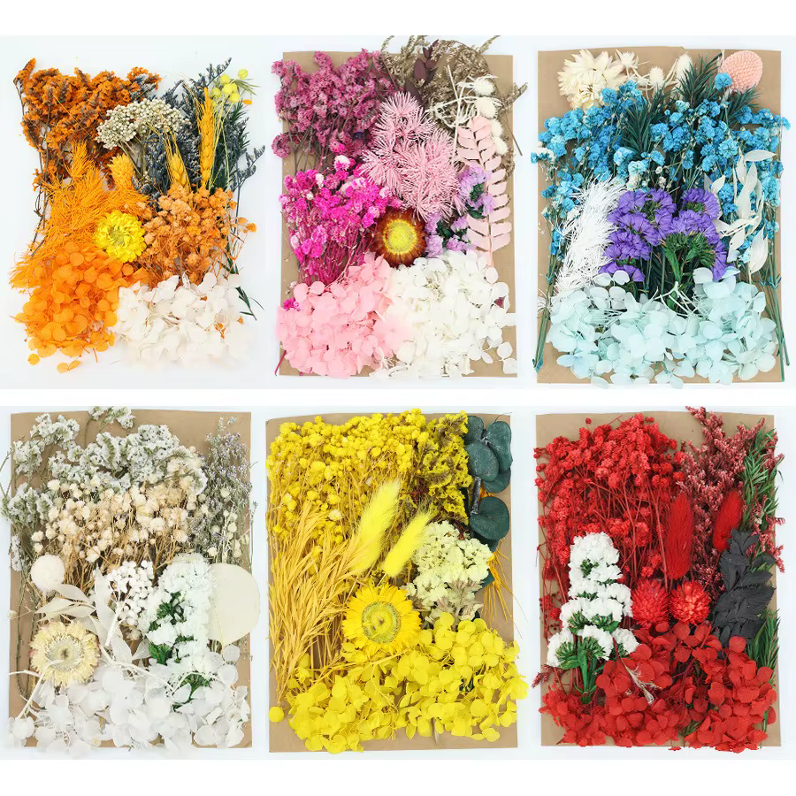 Ensemble de plantes naturelles préservées