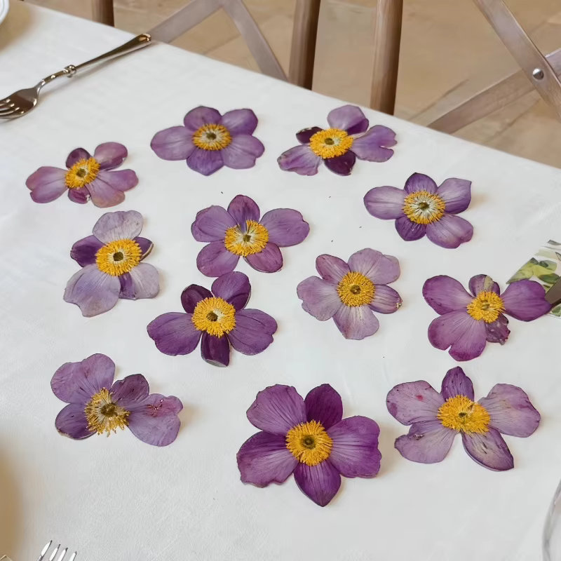 Fleur de coton sauvage séchée 4-5cm/12 pièces