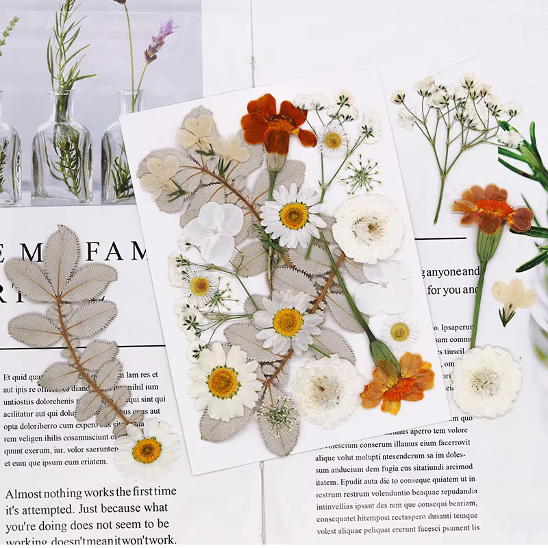 Fleur séchée pour bricolage