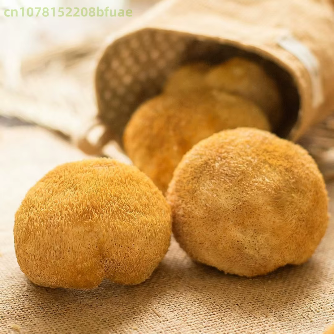 Champignons de Crinière de Lion Séchés Premium