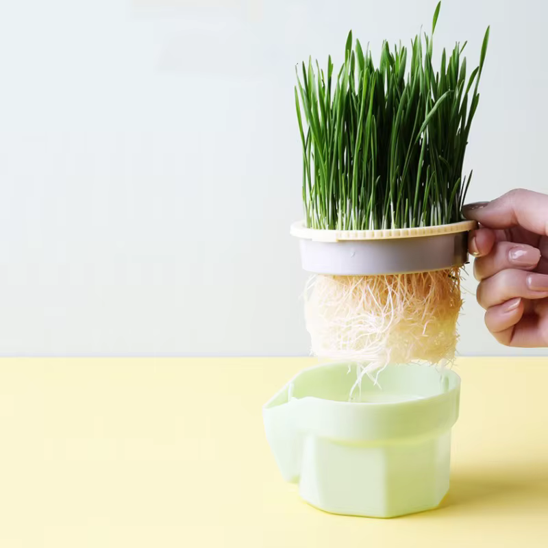 Tasse d'herbe pour chat