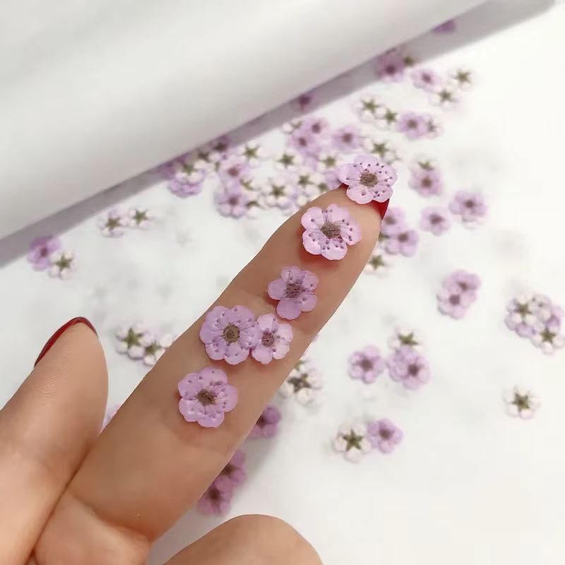 250 pièces Mini pressé séché Narcisse Jonquilla fleur plante herbier pour résine époxy bijoux signet carte postale Nailart bricolage