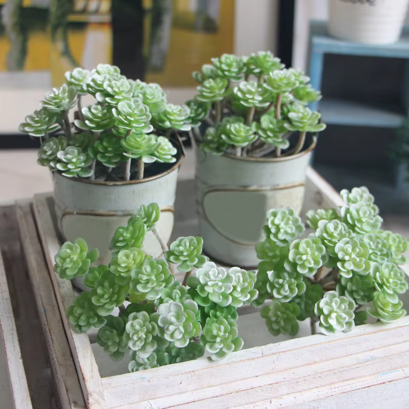 Plante succulente artificielle simulée