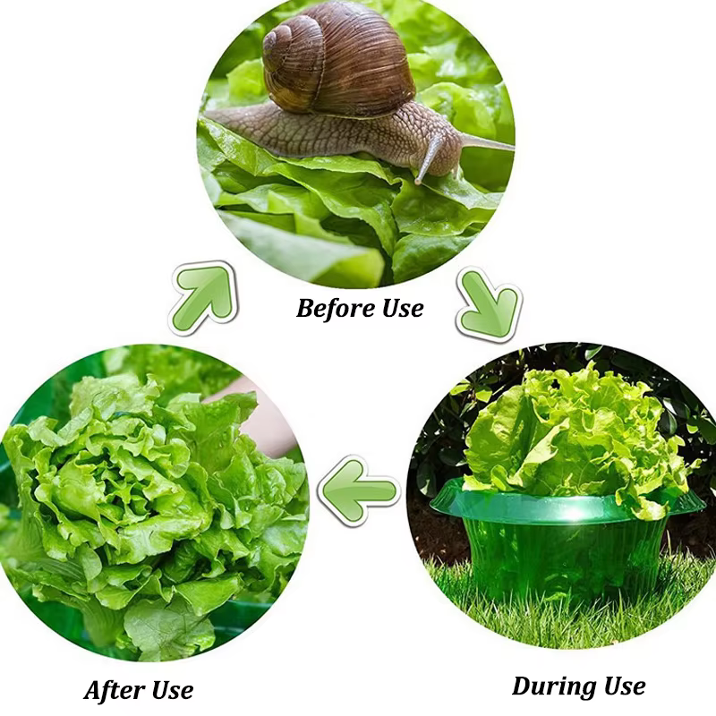 Anneaux de Protection des limaces pour plantes