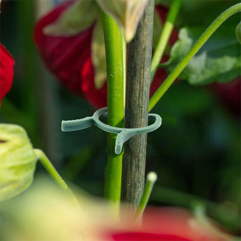 100/200 pièces Clips pour plantes