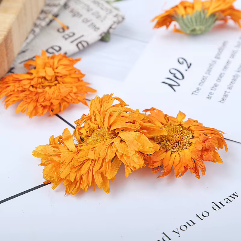 Calendula de camomille naturelle de qualité supérieure