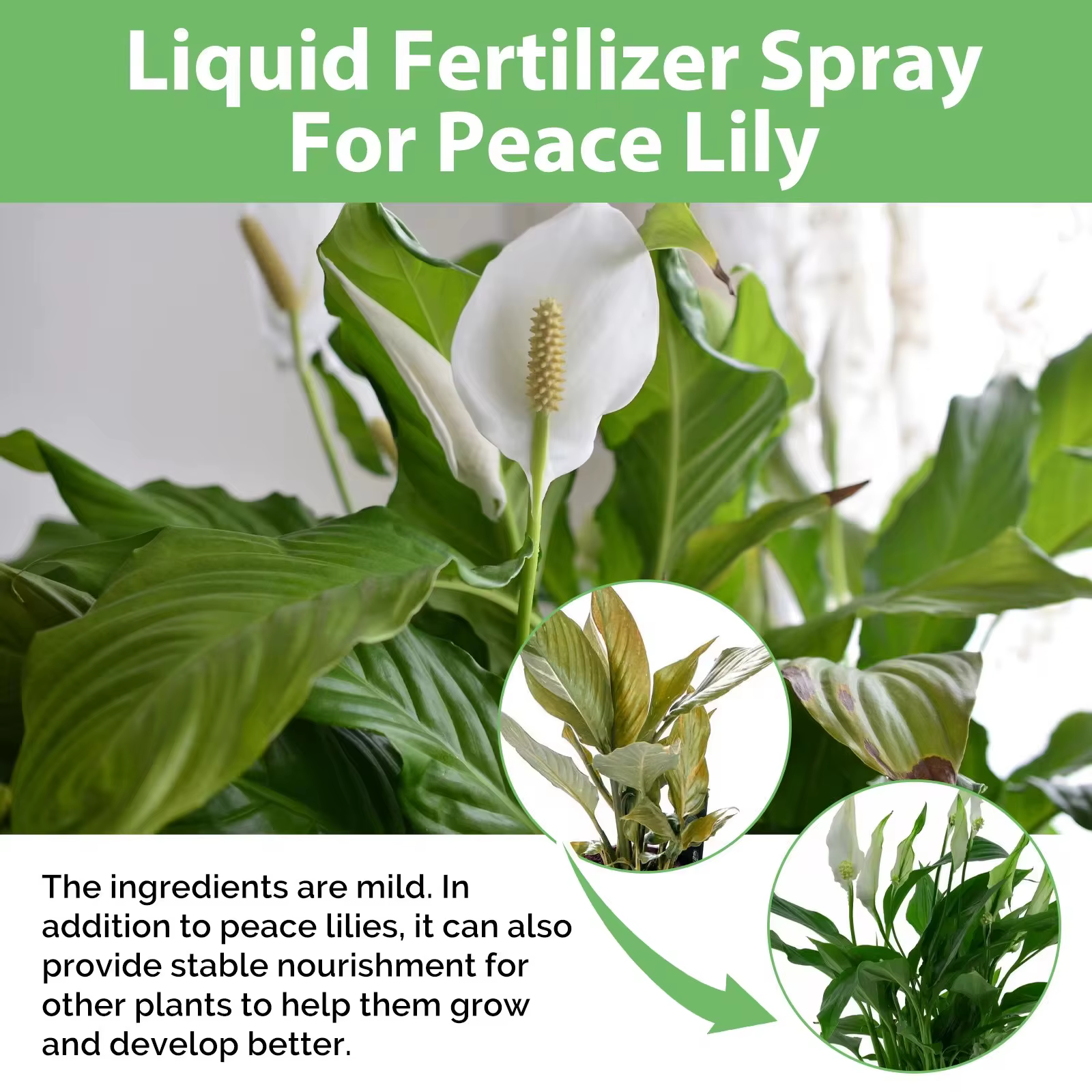 Engrais liquide pour plantes de jardin hydroponiques